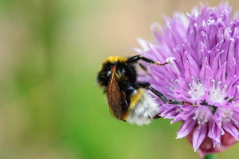Secret Lives of UK Bees Revealed!