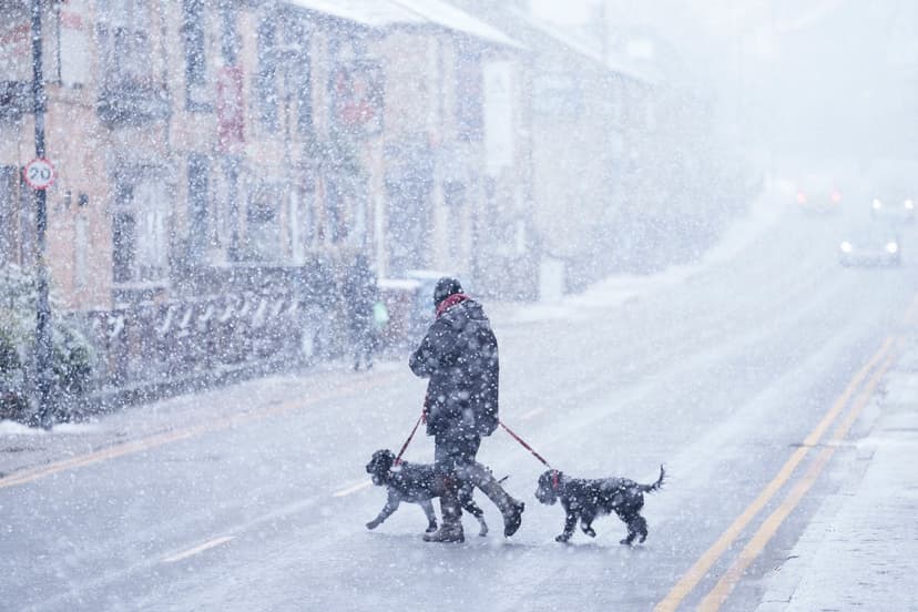 Winter Bites: Essential Dog Safety Tips