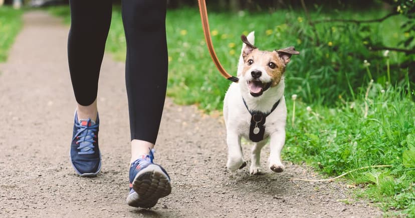 Cockermouth: UK's Top Dog-Friendly Town Revealed