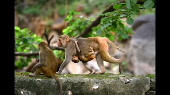 UP Monkey Menace: Court Demands Action Plan