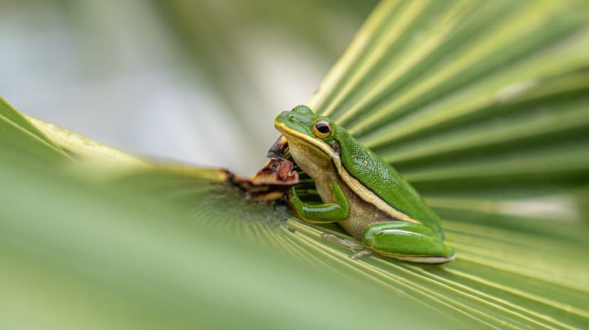 Urban Wildlife: Why Are Lizards and Frogs Thriving?