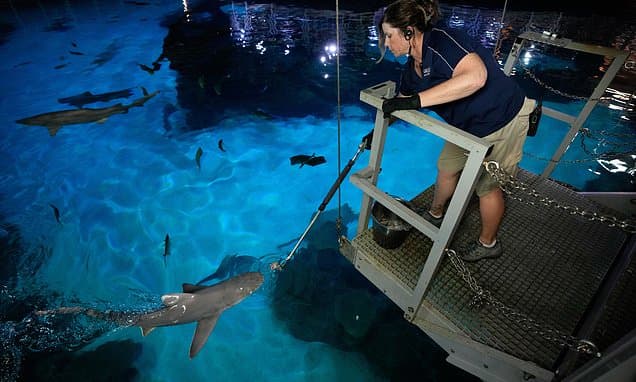 Sharks Dine Like Royalty: Las Vegas Aquarium Feeds Fish Fit for Kings