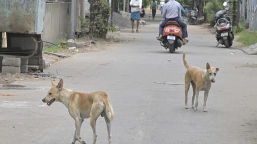 Boy, 9, Mauled By Stray Dog in Vijayawada