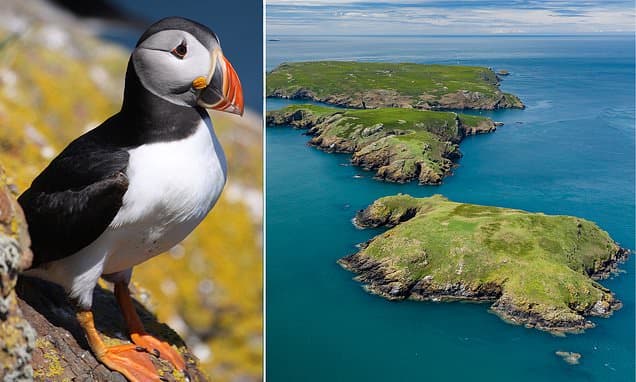 Volunteer to Count Puffins on Remote Welsh Island