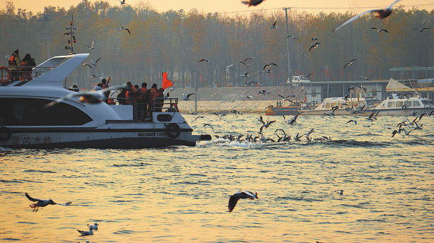 Gulls Flock to Revitalized Wetland, Boost Local Economy
