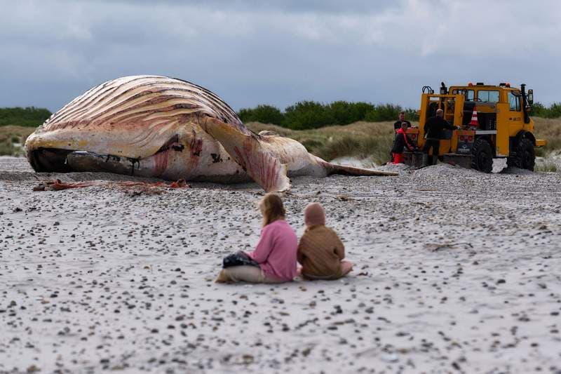 Whale Autopsy Looms: Timmy's Baltic Mystery Unravelled