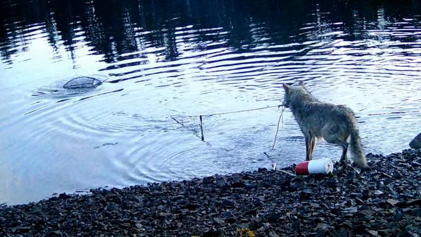 Wolf filmed using tools to eat crab bait