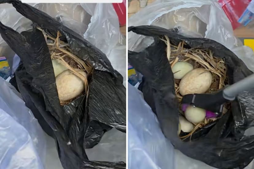 Dumpster Dive Unearths Shocking Nest of 18 Eggs