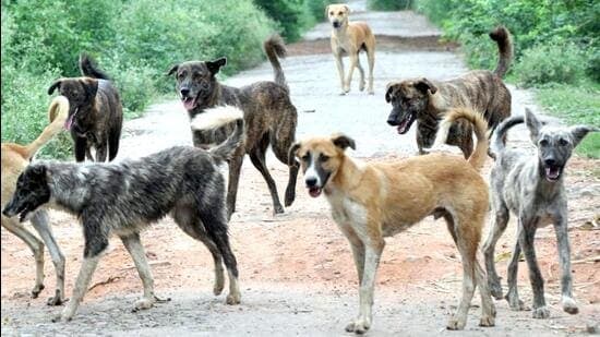 Brutal Stray Dog Attack Kills Woman in India