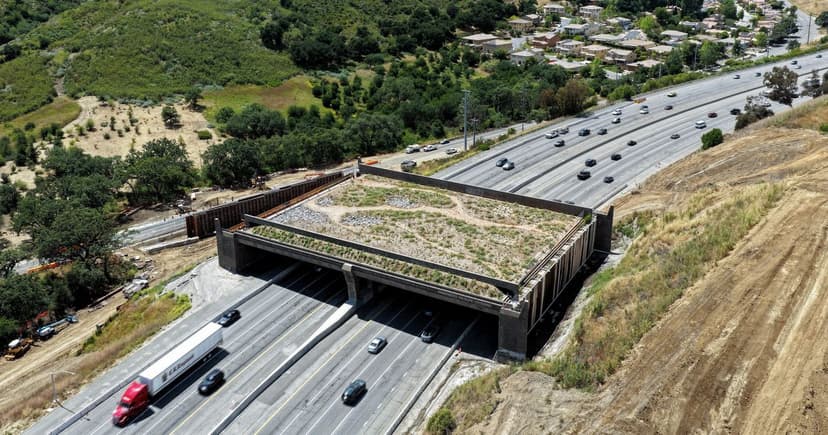 Wildlife Overpass Opens: A Leap for Mountain Lions