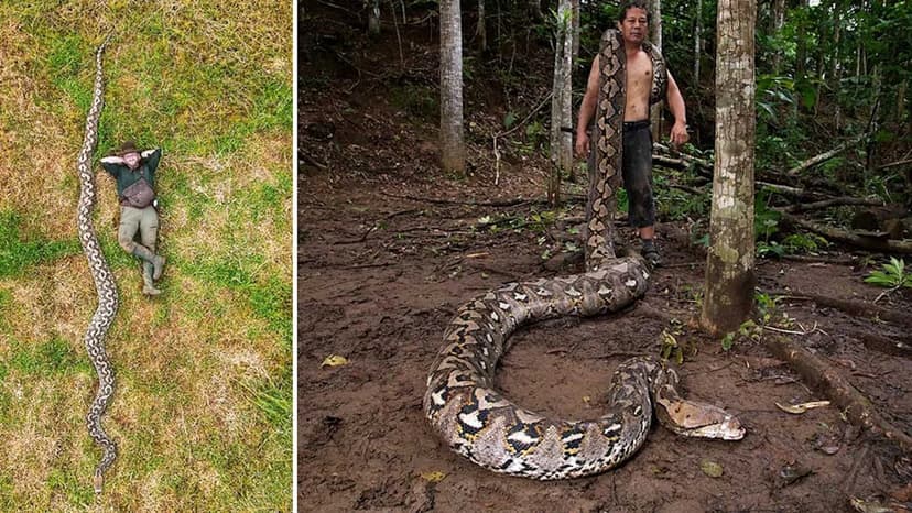 Giant Python Breaks World Record in Indonesia