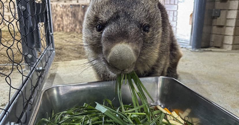 Wombat Hits 37: Oldest Ever Celebrates in Japan