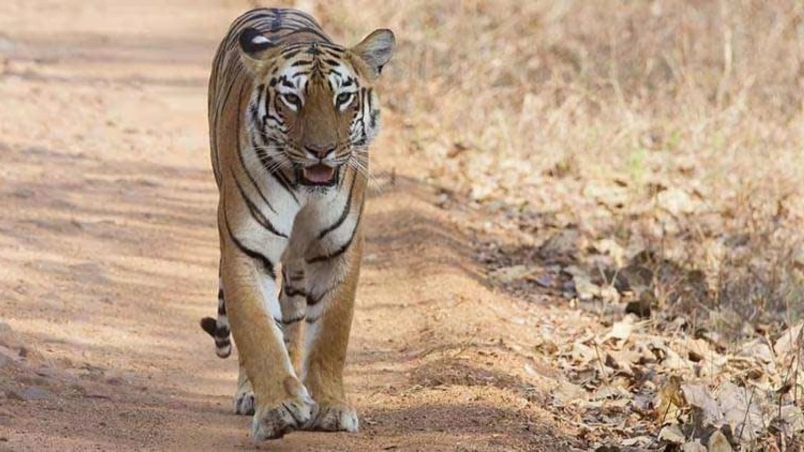 Alipore Zoo Mourns Passing of Two Beloved Tigresses