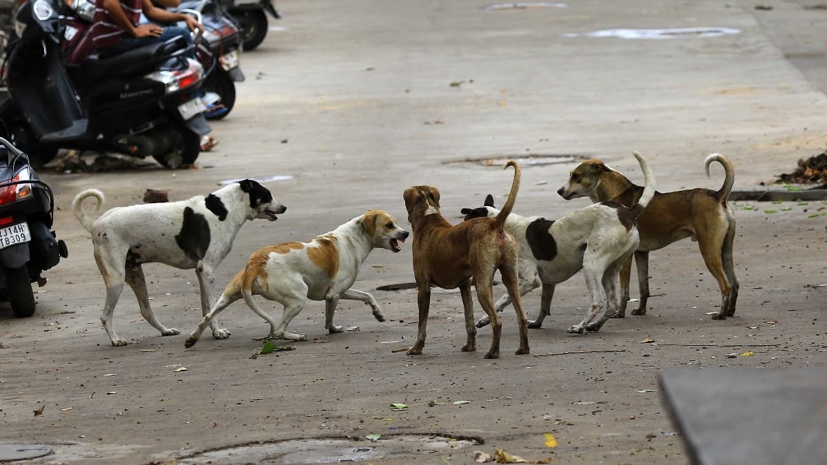 Rabies Outbreak Grips Delhi, Devastating Children and Elderly