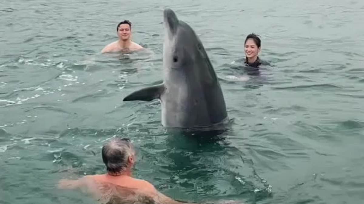 Friendly Dolphin Turned Predator: Reggie Attacks Swimmers in Lyme Bay