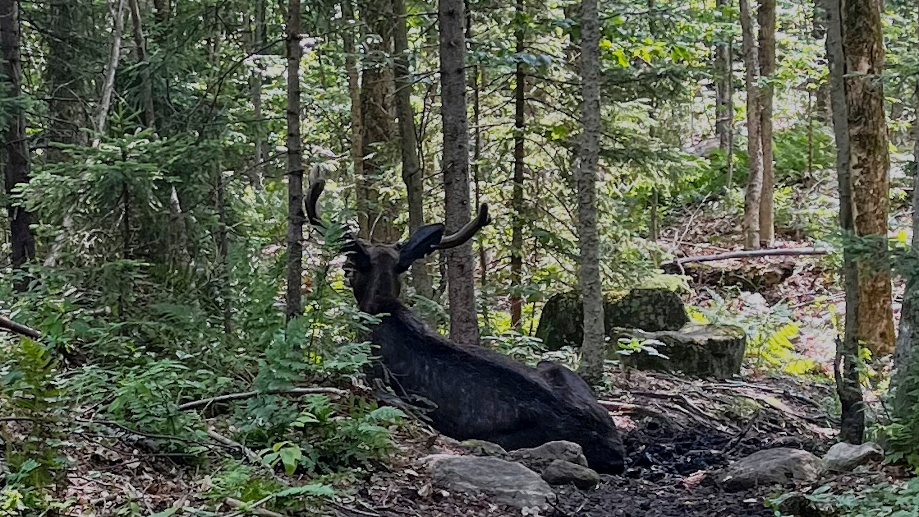 Ailing Adirondack Moose Euthanized After Months of Struggle