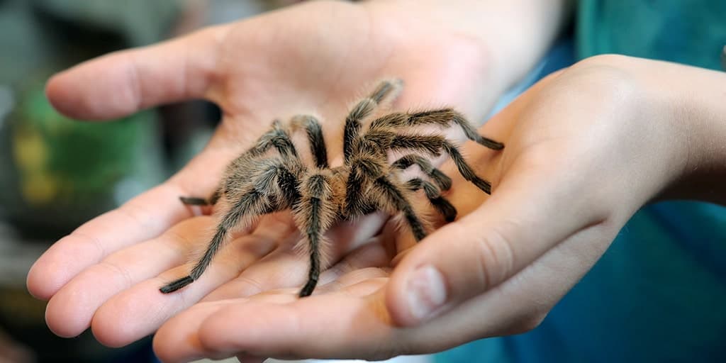 Tarantula Mating Season Unleashes Arachnid Invasion Across the Southwest