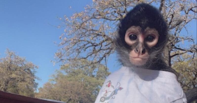 Pelican Bay Woman Fights to Keep Her "Monkey" Companion