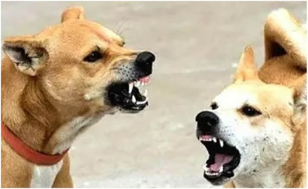 Grieving Family Speaks Out: Supreme Court's Stray Dog Order Ignores Public Safety Concerns