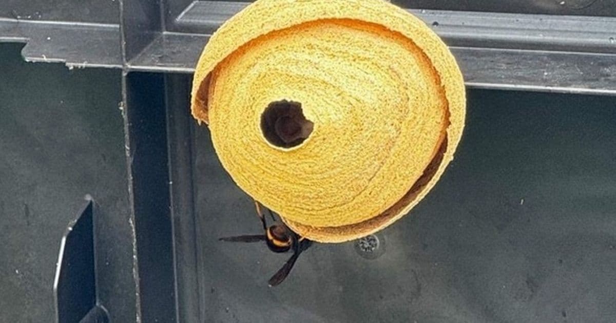 Killer Asian Hornets Invade Jersey, Hundreds of Nests Discovered