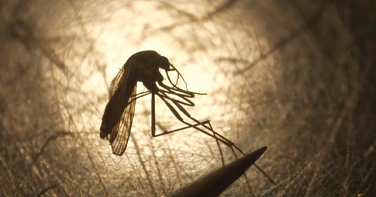 Two More Adults Die from West Nile Virus in Colorado
