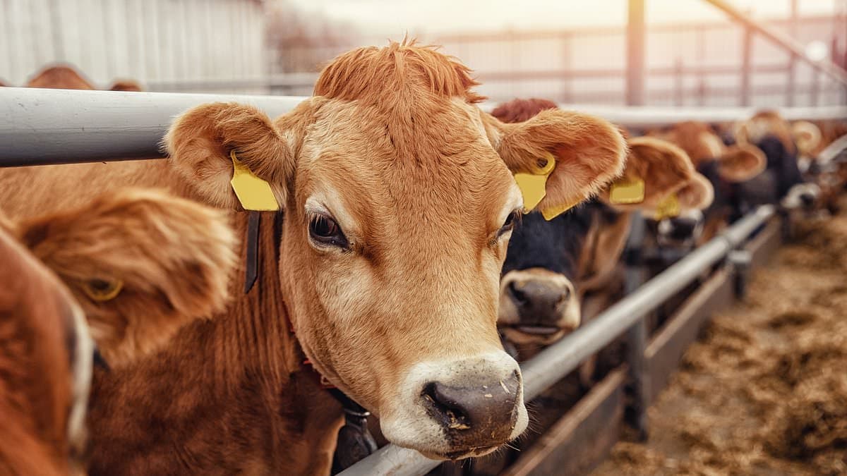 Antibiotic-Resistant Salmonella Dublin Outbreak Spreads from Cattle to Humans