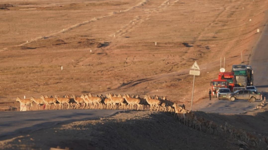 High-Tech Sentries Guard Tibetan Antelope Migrations in China