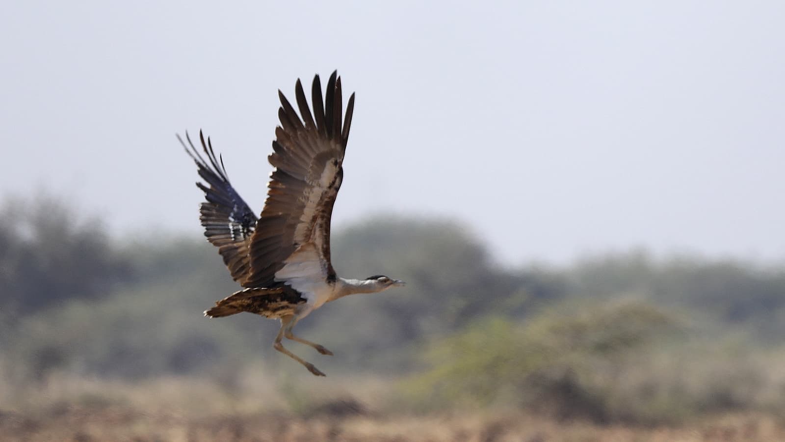 Controversial Rock Phosphate Mine Proposed in Endangered Bustard Habitat