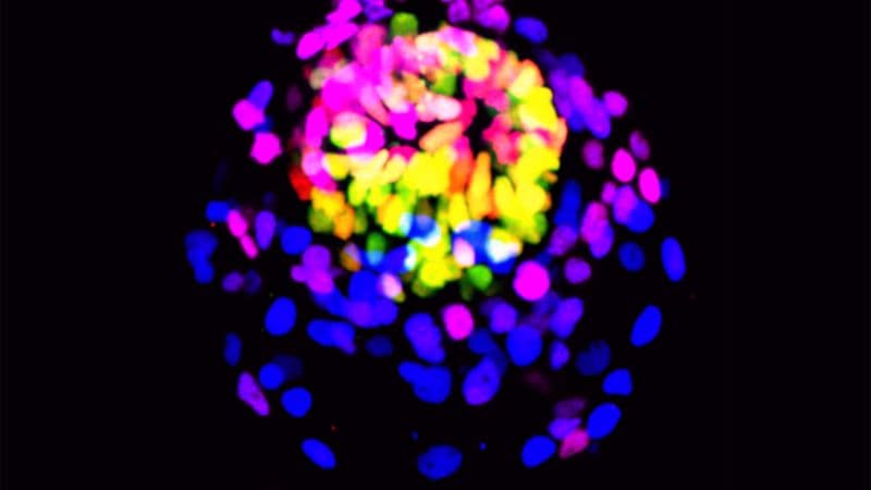 Stem Cells Reshape the Origins of Life: Scientists Grow Embryo-Like Structures in the Lab