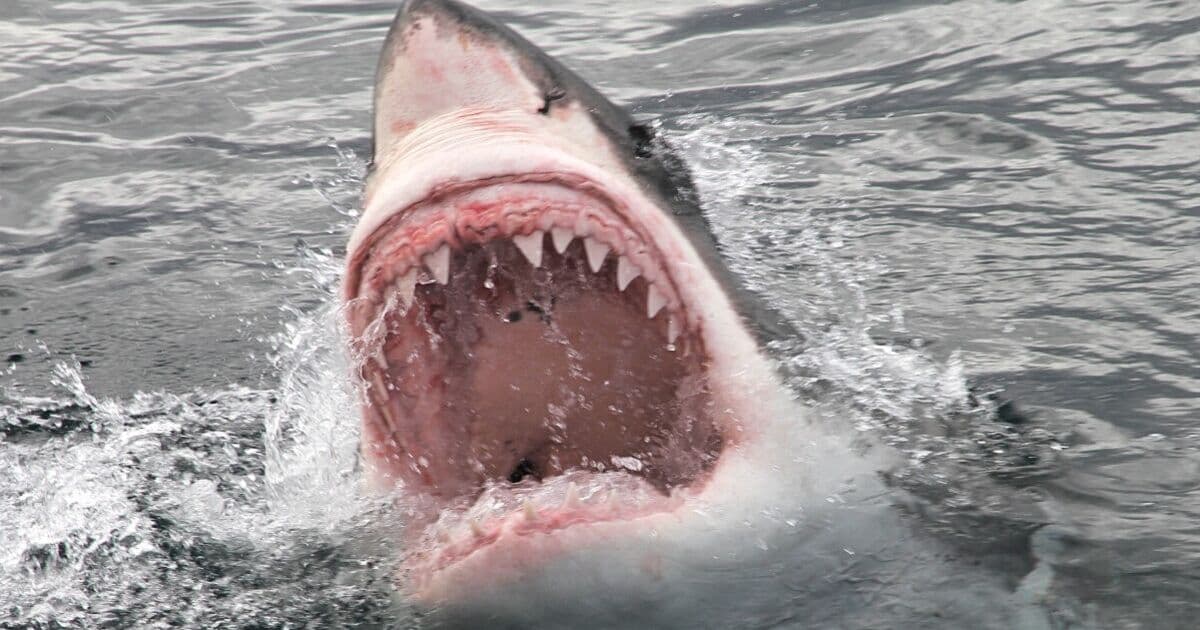 Shark Surge: Great Whites Doubling in Northern Waters