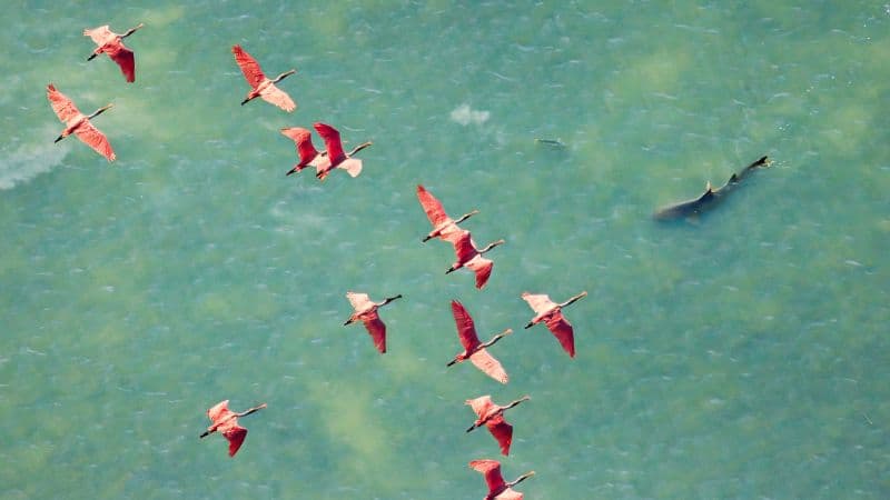 Mangrove Photography Awards Expose Vanishing Ecosystems