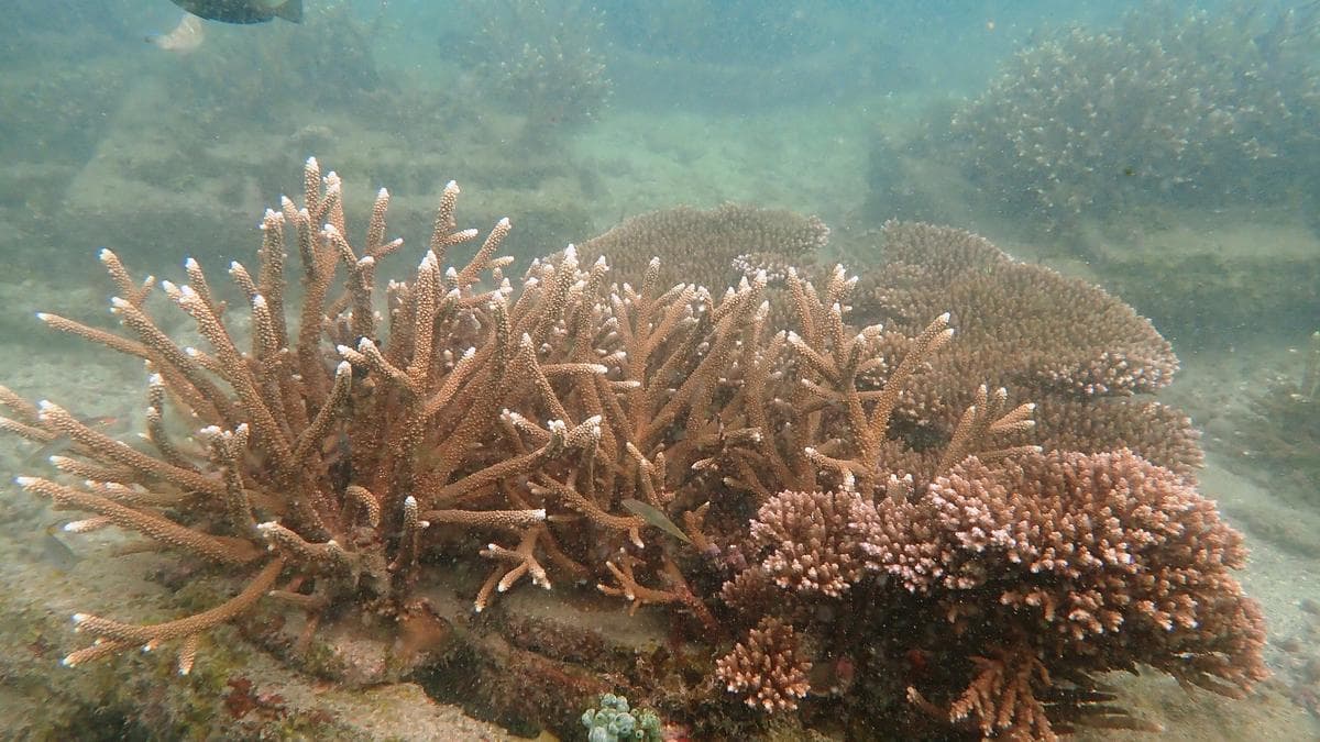 Coral Restoration Efforts Revive Dying Reefs in India's Gulf of Mannar