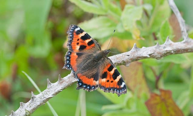 Butterfly Populations Plummet Across UK, Sparking Conservation Calls