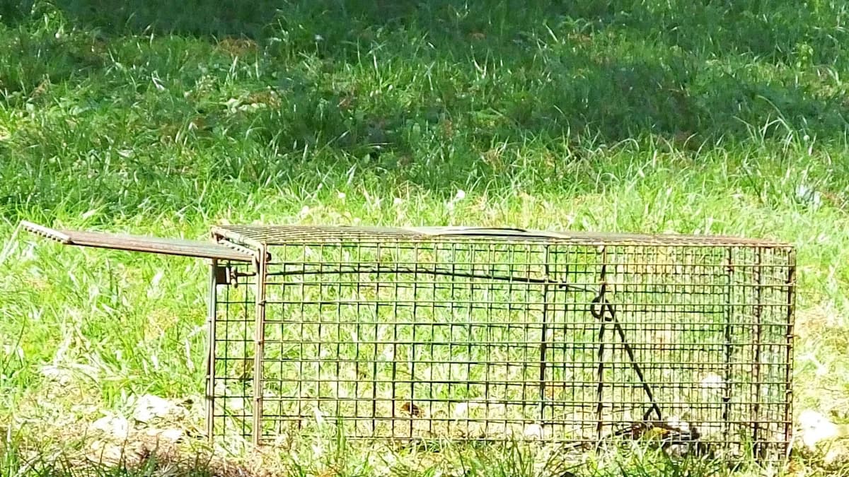 Florida Tackles Invasive Iguanas: Hunting, Eating, and Saving the Planet