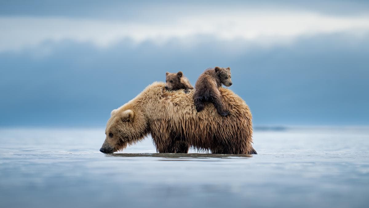 Photographers Raise $2.1M to Protect Nature Worldwide
