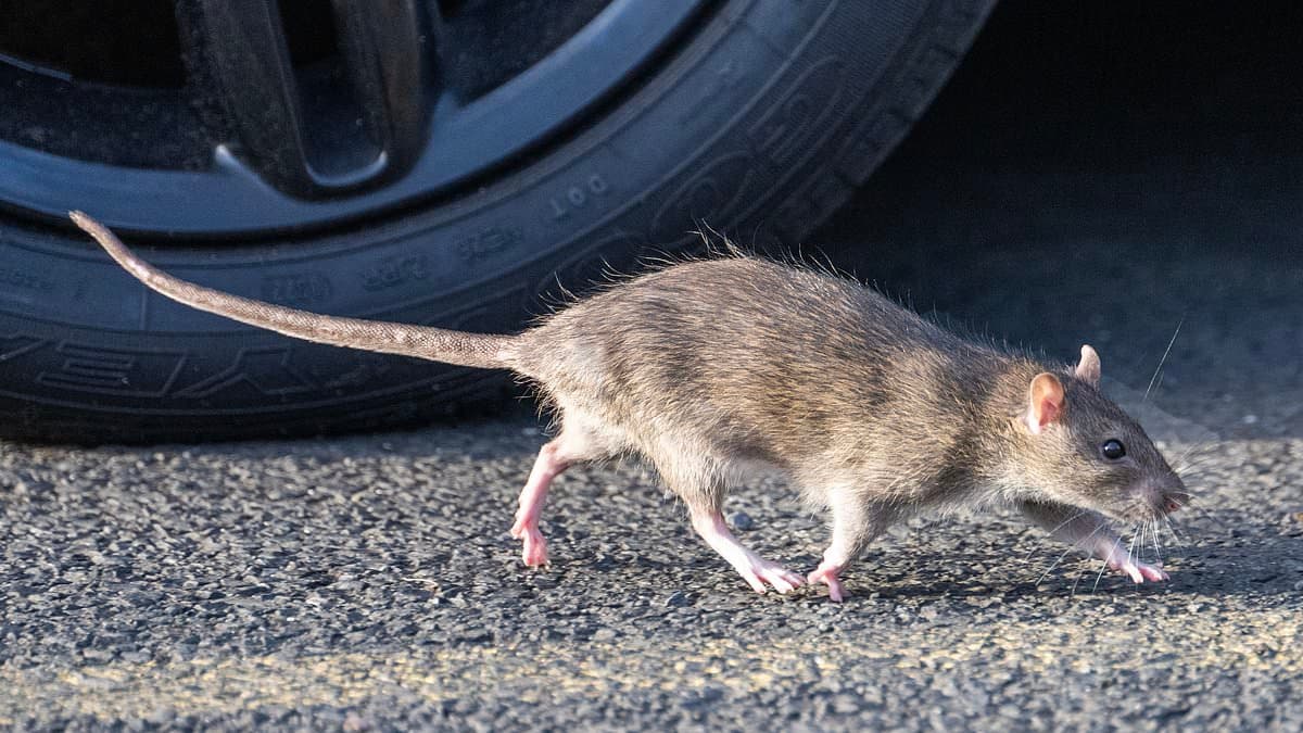 Massive 22-Inch Rat Caught in North-East England, Sparking Calls for Urgent Action