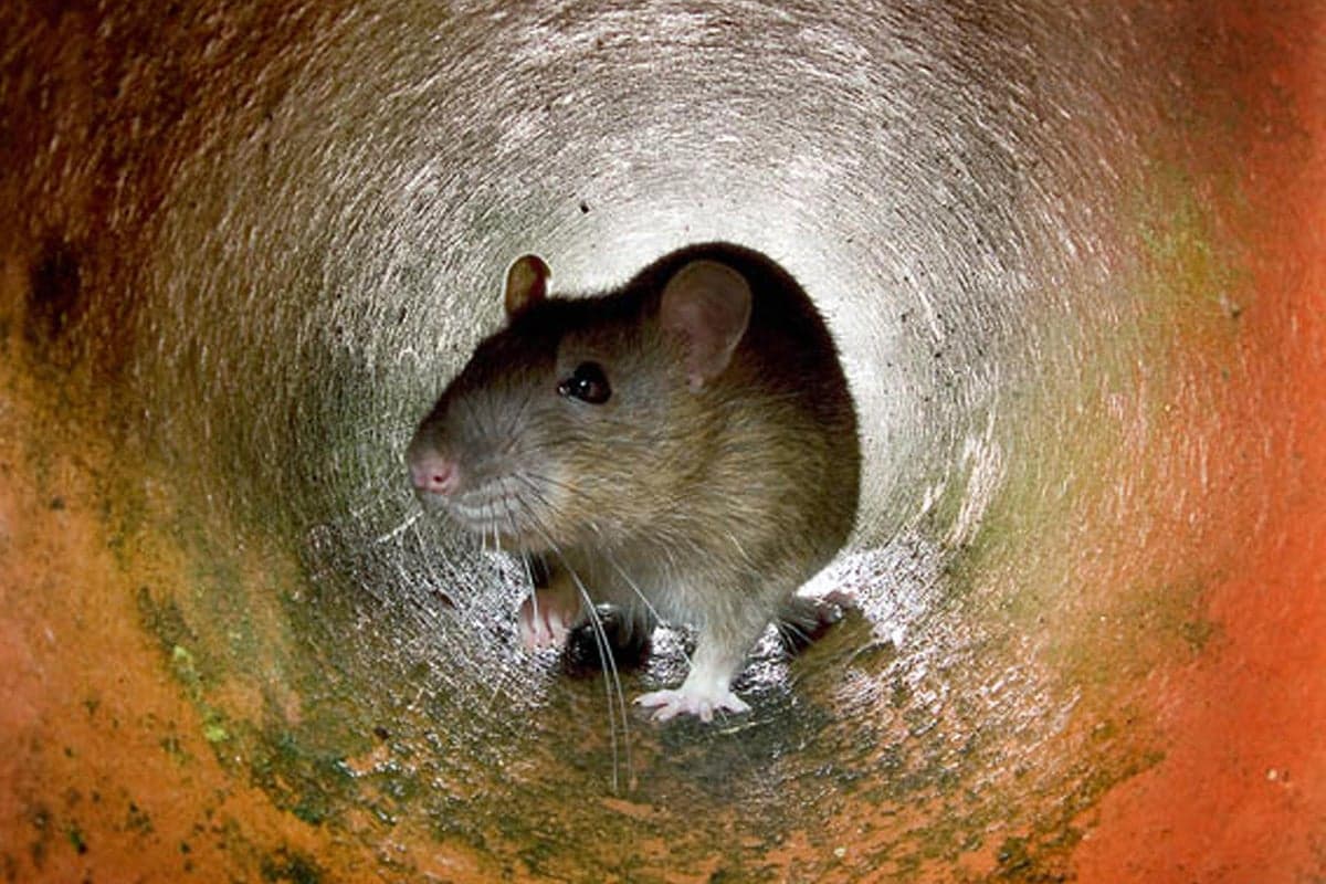 Supersized Rats Invade UK Homes as Waste Crisis Escalates