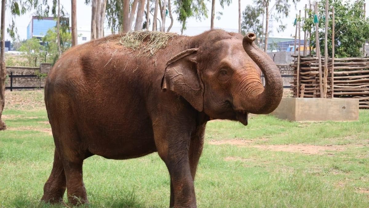 Mysuru Zoo's Beloved Matriarch Padmavathi Dies at 71