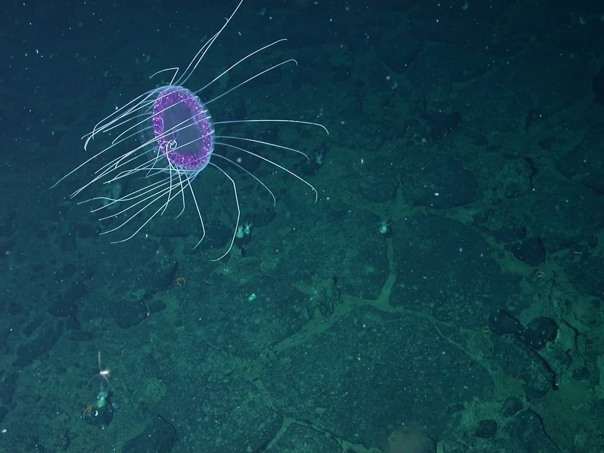 Jellyfish Plague Beaches Across East Coast in Summer 2025