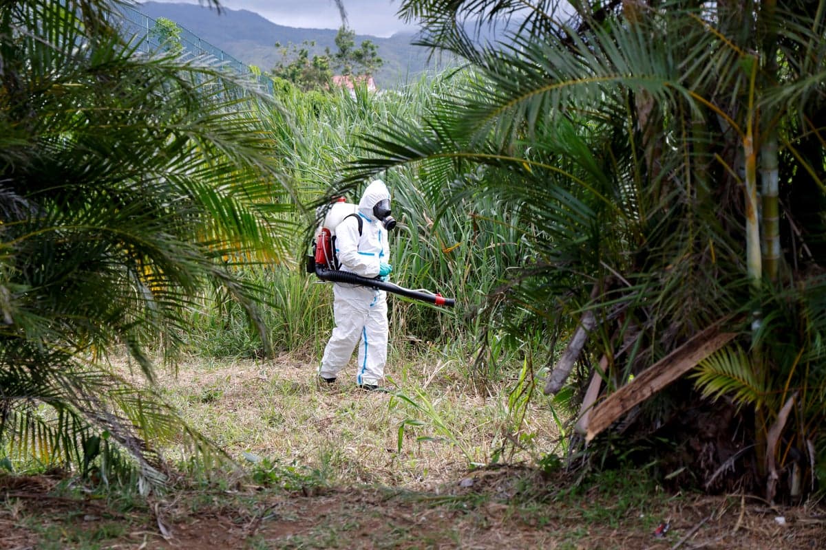 China Launches Mosquito War to Contain Chikungunya Outbreak
