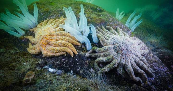 Researchers Crack Code of Devastating Sea Star Wasting Disease