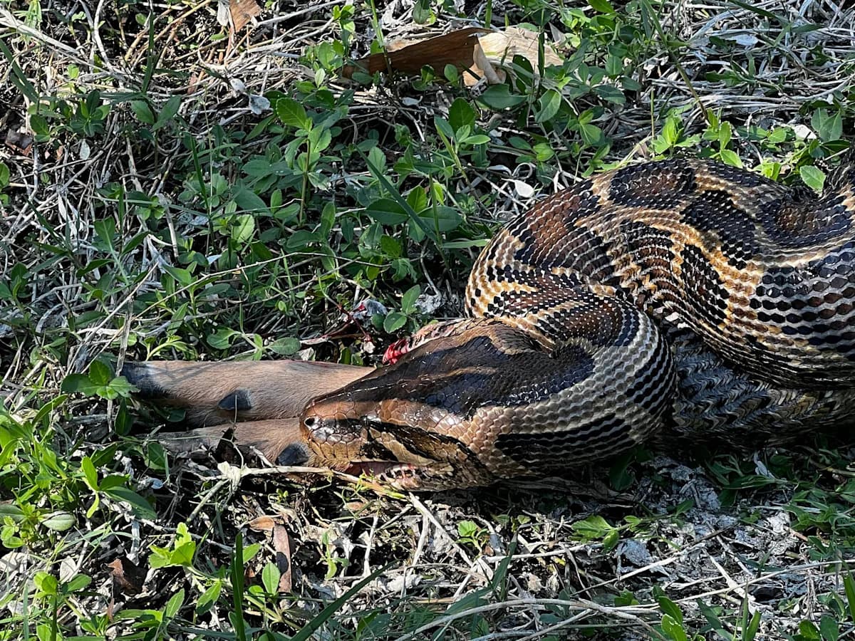 Florida Bans Eating Invasive Pythons Amid Mercury Fears