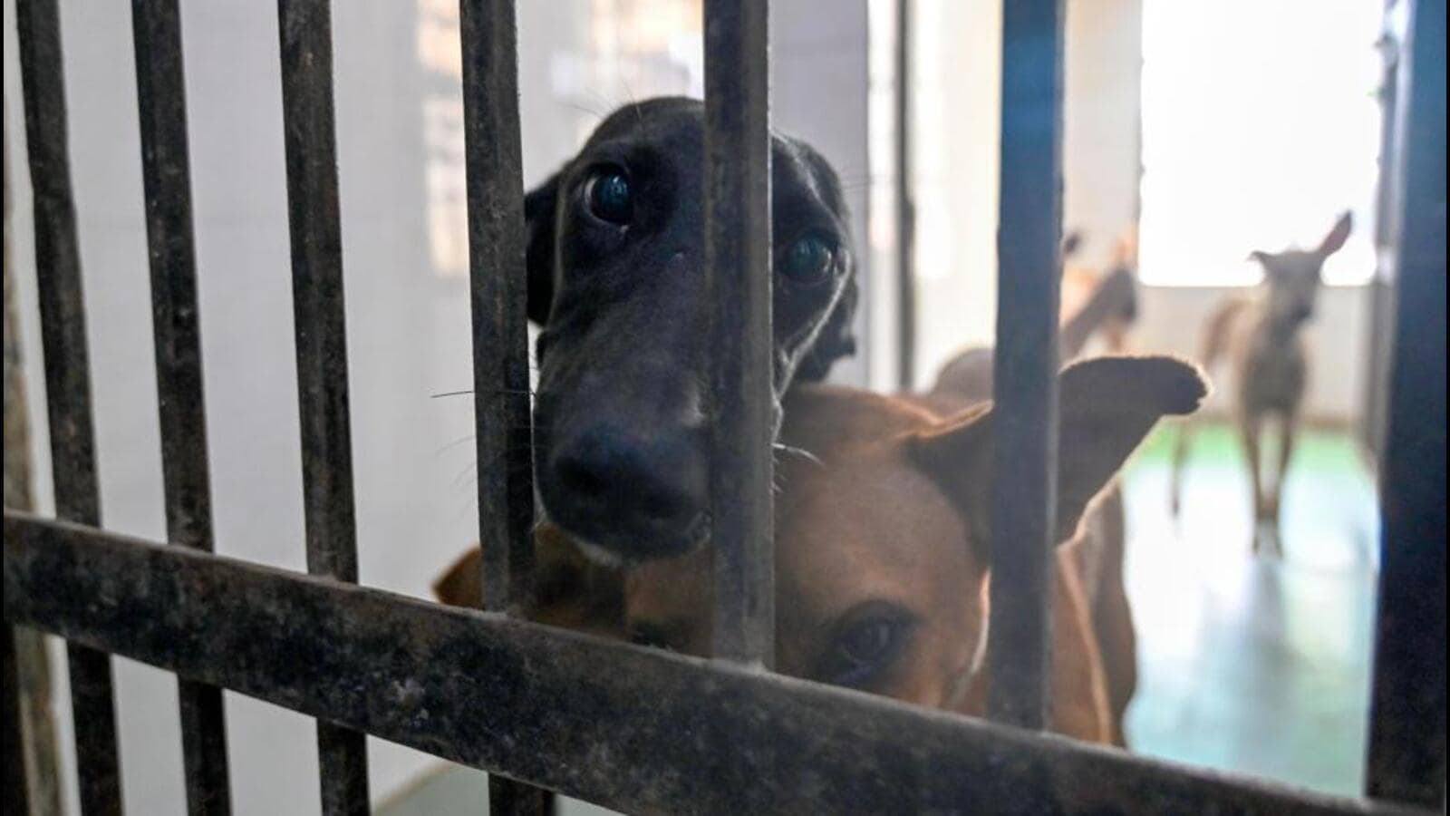 Uttar Pradesh Unveils Stray Dog Feeding Plan: Designated Spots, Waste Disposal Rules