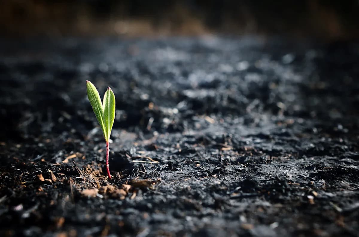 Native Seed Farms Revive Fire-Ravaged Lands Across California