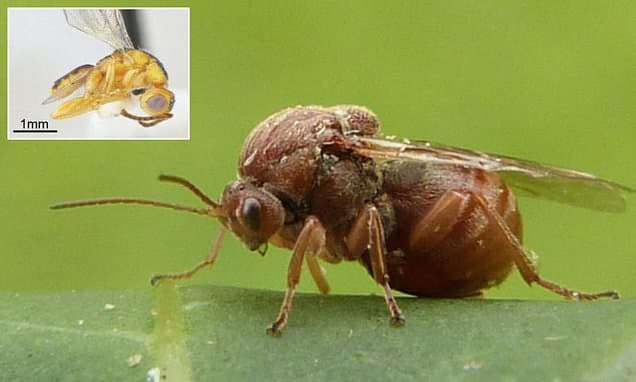 Invasive Parasitic Wasps Spread Across the US, Threatening Native Ecosystems