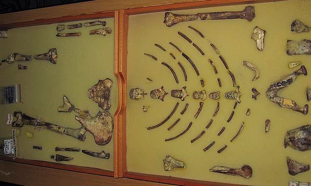 Iconic 'Lucy' Fossil Departs Ethiopia for European Debut