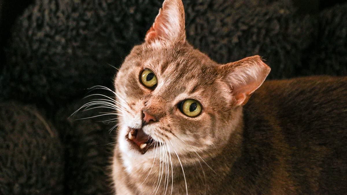 Feline Fury: Cat's Loud Meows Earn Owner $100 Fine on French Train