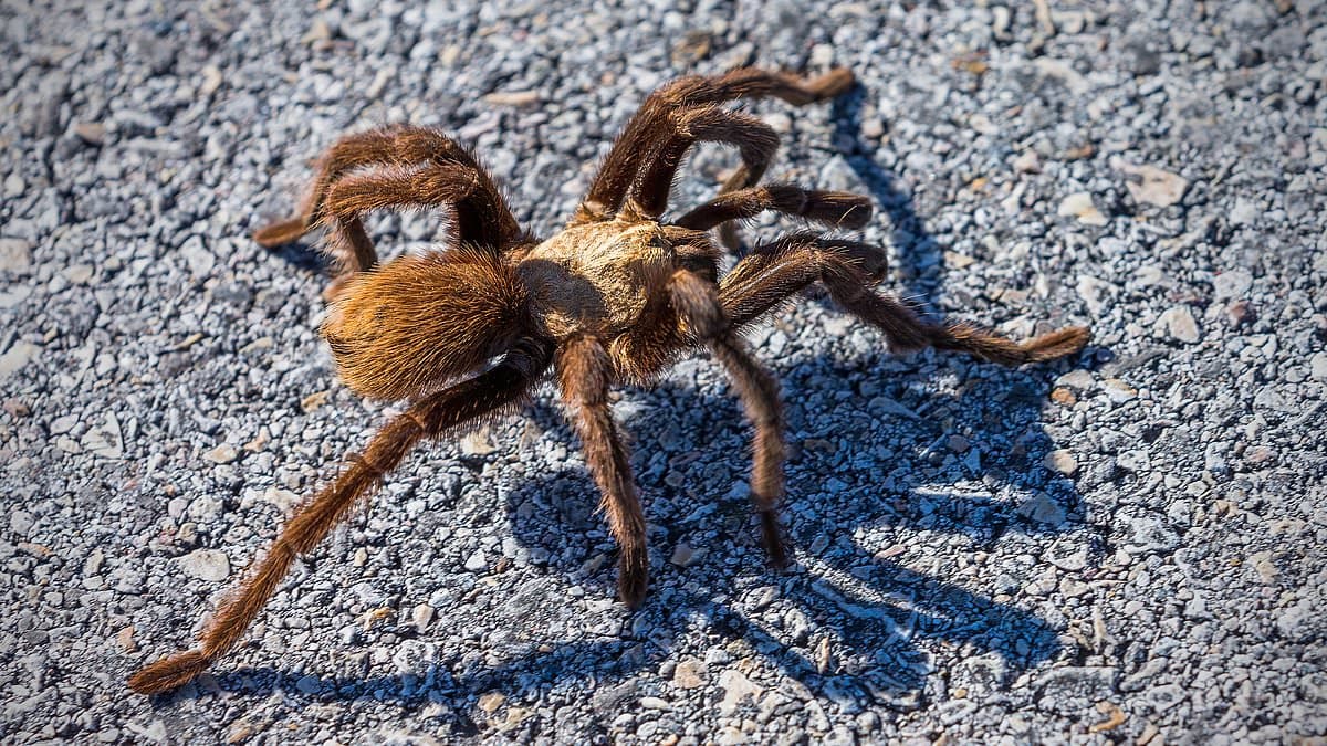 Tarantula Takeover: Thousands of Giant Spiders Set to Invade 5 U.S. States
