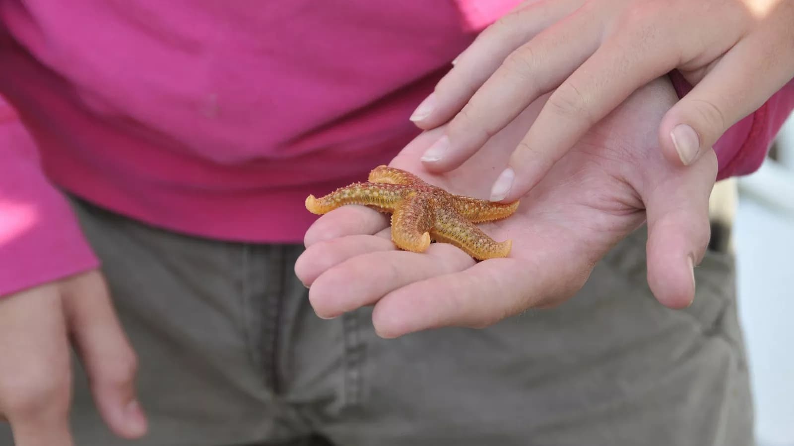 Pajama-Clad Heroine Rescues Stranded Starfish from Balcony