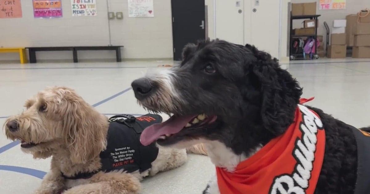Michigan Schools Embrace Therapy Dogs to Boost Student Mental Health